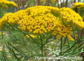 Hymenolepis crithmifolia